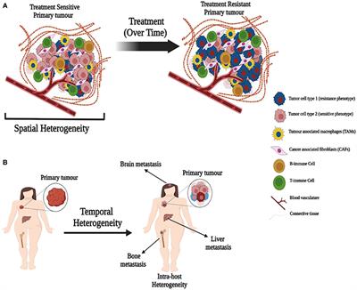 The complex nature of heterogeneity and its roles in breast cancer biology and therapeutic responsiveness